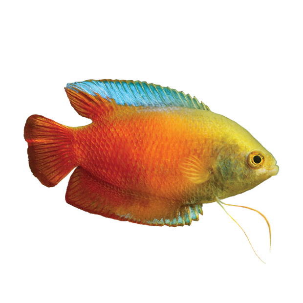 Imagem do peixe Colisa Lalia